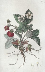 ワイルドストロベリー Fragaria vesca, 1804-1811 作： Johan Wilhelm Palmstruch