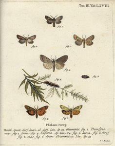 Antler moth, Lygephila lusoria and feathered footman. 作： Johann Carl Bock