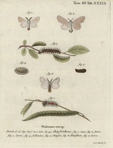 Brown-tail moth, Euproctis chrysorrhoea.