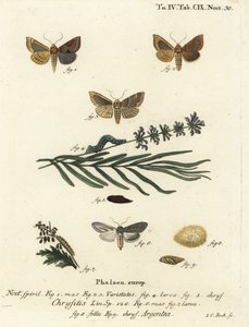 焼けた真鍮の蛾、Diachrysia chrysitis 1～5と、緑の銀色をした鮫、Cucullia argentea 6～9。Eugenius Johann Christoph Esperの『Die Schmetterlinge in Abbildungen nach der Natur, Erlange』の後にJohann Carl Bockが描いた手彩色銅版画。 作： Johann Carl Bock
