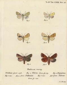 ブレングリーン、Calamia tridens 1、アオサ、Xanthia icteritia 2、角刈りアオサ、Enargia paleacea 3,4、二重線、Mythimna turca 5,6。エウゲニウス・ヨハン・クリストフ・エスパーの『Die Schmetterlinge』の後にヨハン・カール・ボックが描いた手彩色の銅版画 作： Johann Carl Bock