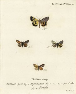 Catocala hymenaea 1, Amerila puella 2,3, Isturgia famula moths 4. Eugenius Johann Christoph EsperのDie Schmetterlinge in Abbildungen nach der Natur, Erlangenの後にJohann Carl Bockが描いた手彩色の銅版画。 作： Johann Carl Bock
