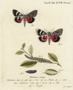 Catocala pacta moth.エウゲニウス・ヨハン・クリストフ・エスパーの『Die Schmetterlinge in Abbildungen nach der Natur』（エルランゲン）の後に、ヨハン・カール・ボックが描いた手彩色の銅版画。