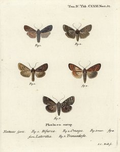適合者、Lithophane furcifera 1、ダブルダート、Graphiphora augur 2、scarce brindle、Apamea lateritia 3,4、Silver arches、Polia hepatica 5。 作： Johann Carl Bock