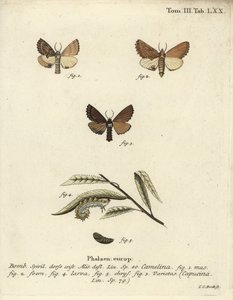 Coxcomb prominent, Ptilodon capucinus. 作： Johann Carl Bock