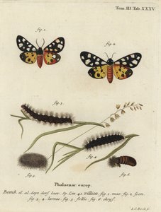 クリームスポットタイガーモス（Epicallia villica）。 作： Johann Carl Bock