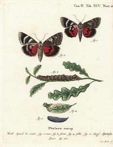 ダーククリムゾンのアンダーウィング、Catocala sponsa。エウゲニウス・ヨハン・クリストフ・エスパーの『Die Schmetterlinge in Abbildungen nach der Natur』（エルランゲン）の後に、ヨハン・カール・ボックが描いた手彩色の銅版画。 作： Johann Carl Bock