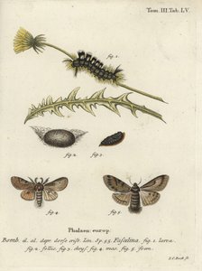 ダークタソック、Dicallomera fascelina。 作： Johann Carl Bock