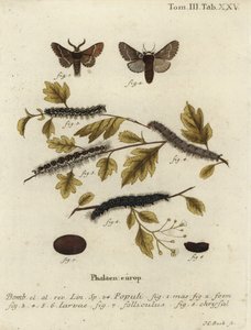 December moth, Poecilocampa populi.