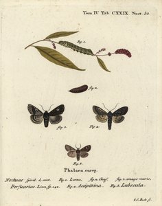 点、Melanchra persicariae 1-4、Dryobota labecula 5. Eugenius Johann Christoph EsperのDie Schmetterlinge in Abbildungen nach der Natur, Erlangenの後にJohann Carl Bockが描いた手彩色の銅版画。 作： Johann Carl Bock