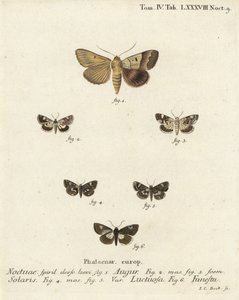 二重ダーツまたは占い師、グラフィフォラ・オーガー1、淡い肩、アコニア・ルシダ2,3、四つ葉の蛾、タイタ・ルクトゥオサ4,5、そしてドルイド・モス、アエディア・フネスタ6。エウゲニウス・ヨハン・クリストフ・エスパーの『Die Sch』の後にヨハン・カール・ボックが描いた手彩色の銅版画。 作： Johann Carl Bock