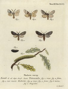 Drymonia dodonaea moth. 作： Johann Carl Bock