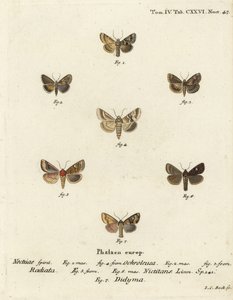 Dusky sallow, Eremobia ochroleuca 1,4, Cynaeda dentalis 2,3, Ear moth, Amphipoea oculea 5,6, and common rustic, Mesapamea secalis 7. Eugenius Johann Christoph EsperのDie Schmetterlinge in AbbildをもとにJohann Carl Bockが描いた手彩色銅版画。 作： Johann Carl Bock