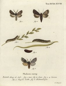 Feathered gothic and Rannoch sprawler moths. 作： Johann Carl Bock