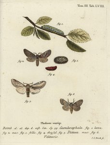 8の字、目立つツバメ、Drymonia velitaris moth。 作： Johann Carl Bock