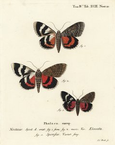 フレンチレッドアンダーウィング（Catocala elocata 1,2）、ダーククリムゾンアンダーウィング（Catocala sponsa 3）、Eugenius Johann Christoph EsperのDie Schmetterlinge in Abbildungen nach der Natur, Erlangenの後にJohann Carl Bockが描いた手彩色銅版画 作： Johann Carl Bock