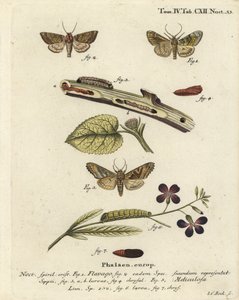 フロストオレンジの蛾、Gortyna flavago 1,2とアングルシェード、Phlogophora meticulosa 3-7 。エウゲニウス・ヨハン・クリストフ・エスパーの『Die Schmetterlinge in Abbildungen nach der Natur』（エルランゲン）の後にヨハン・カール・ボックが描いた手彩色の銅版画 作： Johann Carl Bock