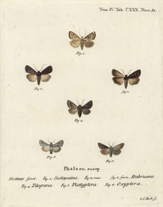 ガーデンダーツ、Euxoa nigricans 1～3、Hadena filograna 4、antirrhinum brocade、Calophasia platyptera 5、Semyra nervosa 6. Eugenius Johann Christoph Esperの『Die Schmetterlinge in Abbildungen nach der』の後にJohann Carl Bockが描いた手彩色の銅版画。 作： Johann Carl Bock