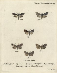 アオザメ（Cucullia argentea 1,2）、秋のサビ（Eugnorisma glareosa 4）、八の字（Tethea ocularis 4-6）。エウゲニウス・ヨハン・クリストフ・エスパーの『Die Schmetterlinge in Abbildun』に基づくヨハン・カール・ボックの手彩色銅版画 作： Johann Carl Bock