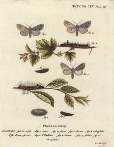 灰色の短剣、Acronicta psi 1-4と暗い短剣、Acronicta tridens 5-8。 Eugenius Johann Christoph EsperのDie Schmetterlinge in Abbildungen nach der Natur, Erlangenの後、Johann Carl Bockによる手彩色の銅版画。
