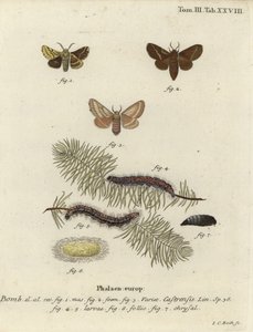 グラウンド・リーキー・モス（Malacosoma castrense）。 作： Johann Carl Bock