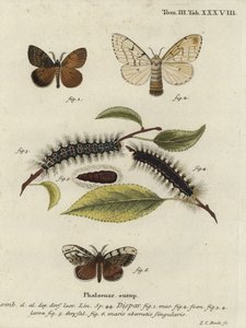 Gypsy moth, Lymantria dispar.
