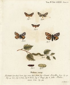 ハンドメイド・モス（Dysauxes ancilla 1-3）とオレンジ色の下翅（Archiearis parthenias 4-8）。エウゲニウス・ヨハン・クリストフ・エスパーの『Die Schmetterlinge in Abbildungen nach der Natur』（エルランゲン）の後にヨハン・カール・ボックが描いた手彩色の銅版画 作： Johann Carl Bock