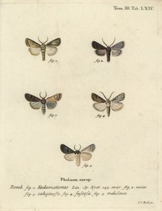 ハートアンドダーツモス、カブトモス、シルバークラウド。 作： Johann Carl Bock