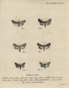 ヘブライ文字、黒斑の栗、小さなクエーカーモスなど。 作： Johann Carl Bock