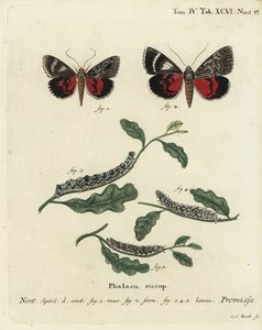 ライトクリムゾン・アンダーウィング・モス（Catocala promissa）。エウゲニウス・ヨハン・クリストフ・エスパーの『Die Schmetterlinge in Abbildungen nach der Natur』（エルランゲン）の後にヨハン・カール・ボックが描いた手彩色銅版画。 作： Johann Carl Bock