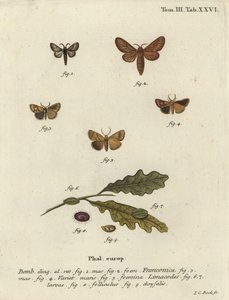 Malacosoma franconicumのガとフェスって、Apoda limacodes。 作： Johann Carl Bock