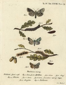 Merveille du jour, Dichonia aprilina 1-4, scarce merveille du jour, Moma alpium 5-7, and marbled green, Cryphia muralis 8. Eugenius Johann Christoph Esperの『Die Schmetterlinge in Abbildungen nach』に倣って、Johann Carl Bockが手彩色の銅版画を描いたもの。 作： Johann Carl Bock