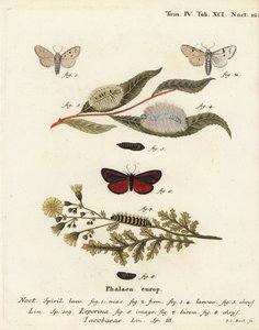 ミラーモス（Acronicta leporina）1-5とシナバーモス（Tyria jacobaeae）6-8。エウゲニウス・ヨハン・クリストフ・エスパーの『Die Schmetterlinge in Abbildungen nach der Natur』（エルランゲン）の後にヨハン・カール・ボックが描いた手彩色銅版画。 作： Johann Carl Bock