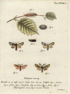 ナッツツリーのトサカとプラムが目立つ。 作： Johann Carl Bock