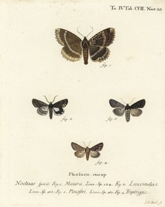 Mormo maura 1、Aedia leucomelas 2、Dypterygia scabriuscula 3,4のオールドレディまたはブラックアンダーウィング。エウゲニウス・ヨハン・クリストフ・エスパーの『Die Schmetterlinge in Abbildungen nach der Na』の後にヨハン・カール・ボックが描いた手彩色の銅版画。 作： Johann Carl Bock