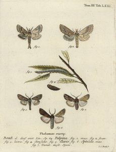 淡い突出した、ハートとクラブ、そして暗いソードグラス。 作： Johann Carl Bock