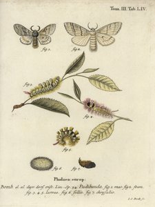 淡い色合いのトサカ、Calliteara pudibunda。