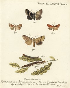 Passenger moth, Dysgonia algira 1, dun-bar, Cosmia trapezina 2-3, double dart or soothsayer, Graphiphora augur 4, larvae 5-6.エウゲニウス・ヨハン・クリストフ・エスパーの『Die Schmetterlinge in Abbildungen n』の後にヨハン・カール・ボックが描いた手彩色の銅版画。 作： Johann Carl Bock