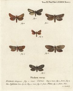 Pharmacis carna 2-4、オレンジ色のツバメTriodia sylvina 5,6、そして金色のツバメPhymatopus hecta 7。エウゲニウス・ヨハン・クリストフ・エスパーの『Die Schmetterlinge in Abbildungen nach der Natur』（エルランゲン）の後にヨハン・カール・ボックが描いた手彩色の銅版画 作： Johann Carl Bock
