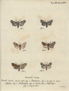 粉末状のクエーカー、赤栗、煉瓦ガなど。 作： Johann Carl Bock