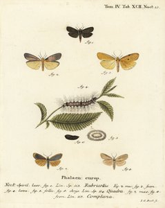赤首の足軽（Atolmis rubricollis 1）、4つの斑点のある足軽（Lithosia quadra 2-6）、バフの足軽（Katha depressa 7,9）。エウゲニウス・ヨハン・クリストフ・エスパーの『Die Schmetterlinge in Abbildungen na』の後にヨハン・カール・ボックが描いた手彩色の銅版画。 作： Johann Carl Bock