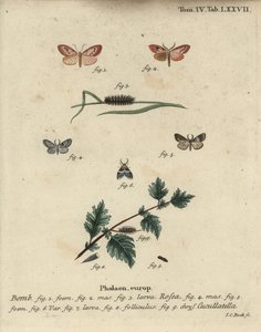 バラ色のフットマンと短いマントの蛾。 作： Johann Carl Bock