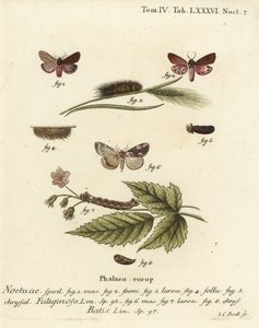 ルビー・タイガー・モス（Phragmatobia fuliginosa）1-5とピーチ・ブロッサム・モス（Thyatira batis）6-8。エウゲニウス・ヨハン・クリストフ・エスパーの『Die Schmetterlinge in Abbildungen nach der Natur』（エルランゲン）の後にヨハン・カール・ボックが描いた手彩色の銅版画。 作： Johann Carl Bock