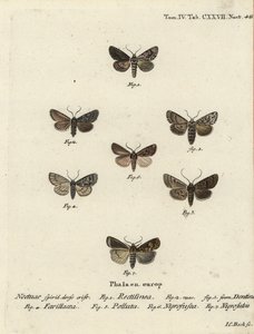 サクソンモス（Hyppa rectilinea）1、鋏蛾（Hada plebeja）2,3、マーシュダガー（Acronicta strigosa）4、ブラウンスポットピニオン（Agrochola litura）5、ホワイトラインダート（Euxoa nigrofusca）6、ポリゴナ（Opigena polygona）7。Johann Carl Bockによる手彩色の銅版画。 作： Johann Carl Bock