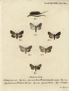 稀少な短剣、Acronicta auricoma 1～3、ソテツガ、Acronicta aceris、ナツメグガ4,5、Hadula trifolii 6、変化に富んだコロネ、Hadena compta 7。エウゲニウス・ヨハン・クリストフ・エスパーの『Die Schmetterling』の後にヨハン・カール・ボックが描いた手彩色の銅版画 作： Johann Carl Bock