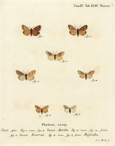 Setina aurita moth 1,2, dew moth, Setina irrorella 3-5, and Setina roscida moth 6,7.エウゲニウス・ヨハン・クリストフ・エスパーの『Die Schmetterlinge in Abbildungen nach der Natur』（エルランゲン）に倣ったヨハン・カール・ボックによる手彩色銅版画。 作： Johann Carl Bock