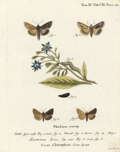 シルバーY字型の蛾、Autographa gamma 1-4とエセックスY字型の蛾、Cornutiplusia circumflexa 5,6。エウゲニウス・ヨハン・クリストフ・エスパーの『Die Schmetterlinge in Abbildungen nach der Natur』（エルランゲン）の後にヨハン・カール・ボックが描いた手彩色銅版画