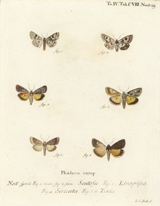 斑入りのクローバー、Schinia scutosa 1,2、Epilecta linogrisea 3、Guernsey underwing、Polyphaenis sericata 4、Straw underwing、Thalpophila matura 5,6。エウゲニウス・ヨハン・クリストフ・エスパーの『Die Schmette』の後にヨハン・カール・ボックが描いた手彩色の銅版画 作： Johann Carl Bock