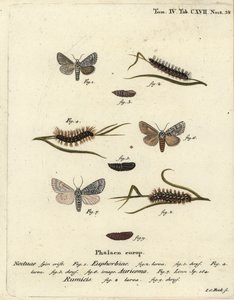 スイートゲイル・モス（Acronicta euphorbiae）1～5、スカーズ・ダガー（Acronicta auricoma）6、ノット・グラス・モス（Acronicta rumicis）7～9。エウゲニウス・ヨハン・クリストフ・エスパーの『Die Schmetterlinge in Abbildungen nac』の後にヨハン・カール・ボックが描いた手彩色の銅版画 作： Johann Carl Bock