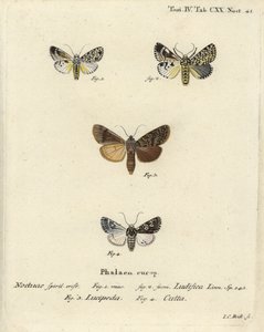Trichosea ludifica 1,2, southern rustic, Rhyacia lucipeta 3, Lamprosticta culta 4.エウゲニウス・ヨハン・クリストフ・エスパーの『Die Schmetterlinge in Abbildungen nach der Natur』（エルランゲン）の後にヨハン・カール・ボックが描いた手彩色銅版画。 作： Johann Carl Bock
